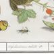 Small poster on "Insects and plants", after an old engraving from 1