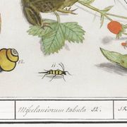 Small poster on "Insects and plants", after an old engraving from 1