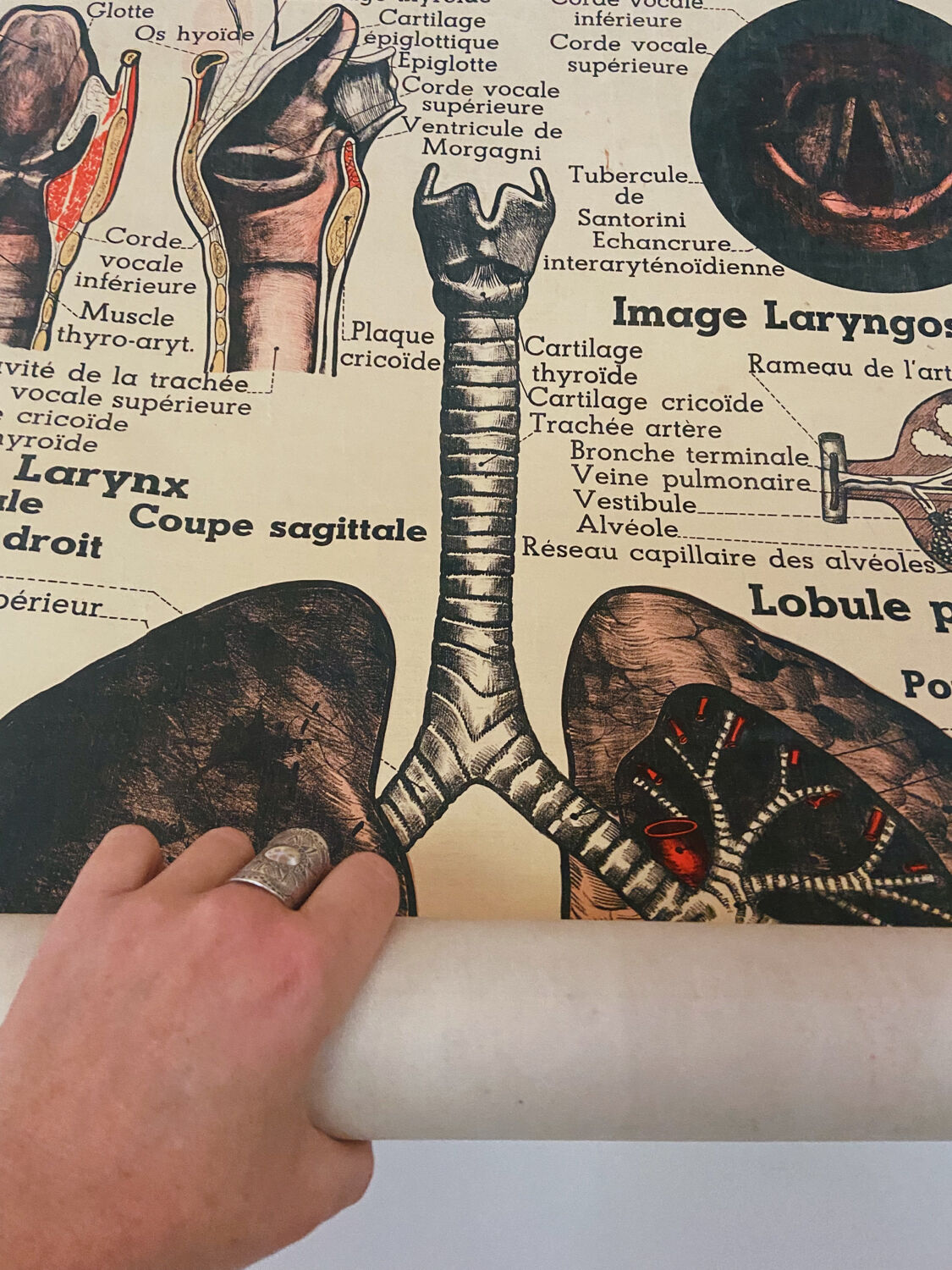 Anatomical chart of the respiratory system 1930s