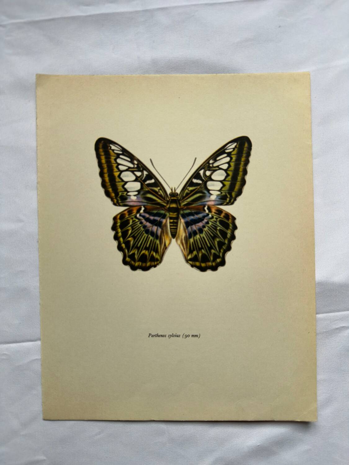 Botanical butterfly print vintage zoo lithograph decor