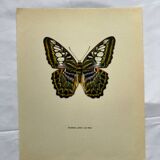 Botanical butterfly print vintage zoo lithograph decor