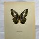 Gravure papillon affiche botanique zoo litho ancienne déco