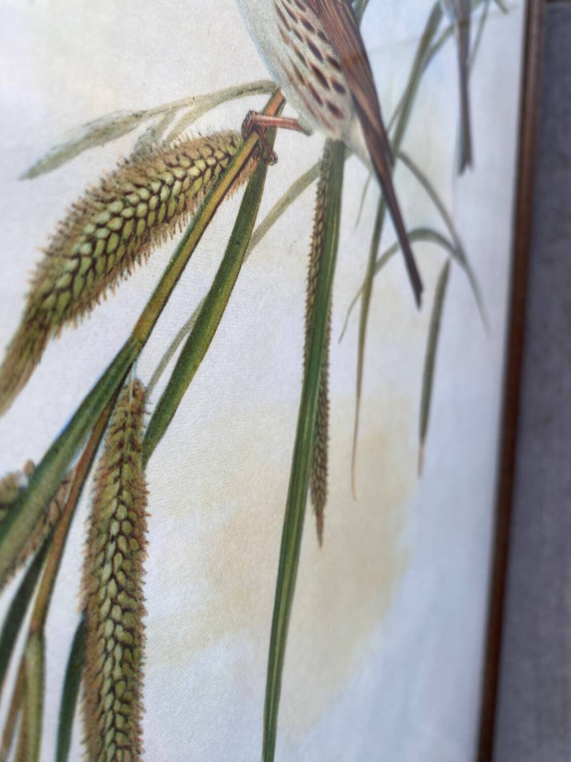 Large ornithological board