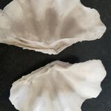 Natural giant clam shell (Tricdana) 2 assorted halves 19 cm