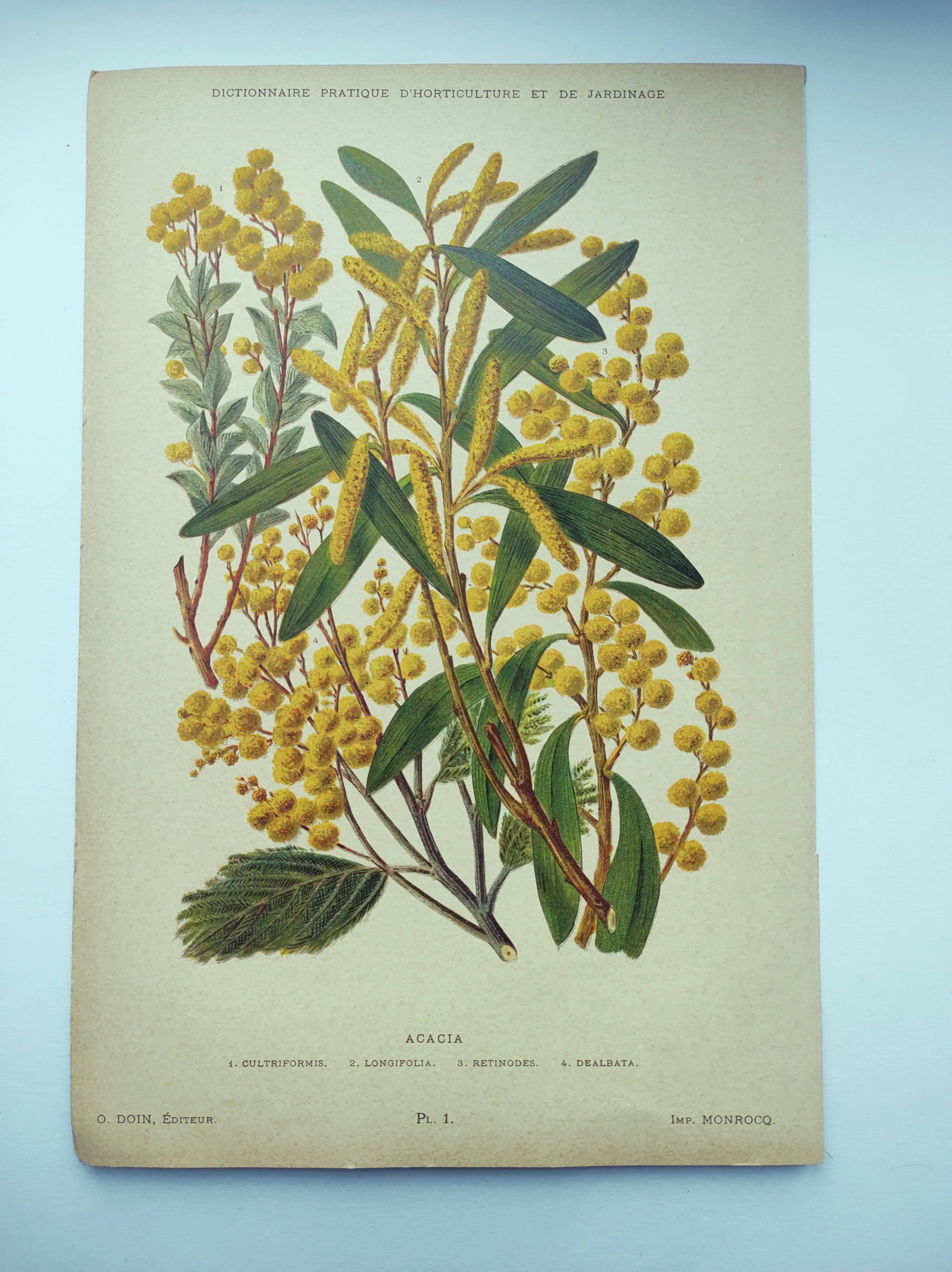 Botanical engraving from 1897 - Acacia - Original plate. Old flower lithograph