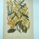 Botanical engraving from 1897 - Acacia - Original plate. Old flower lithograph