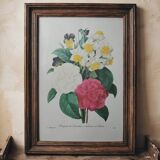 Original illustrated plate Bouquet of camellias, daffodils and pansies