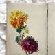 2 paintings on old cardboard dahlia flowers