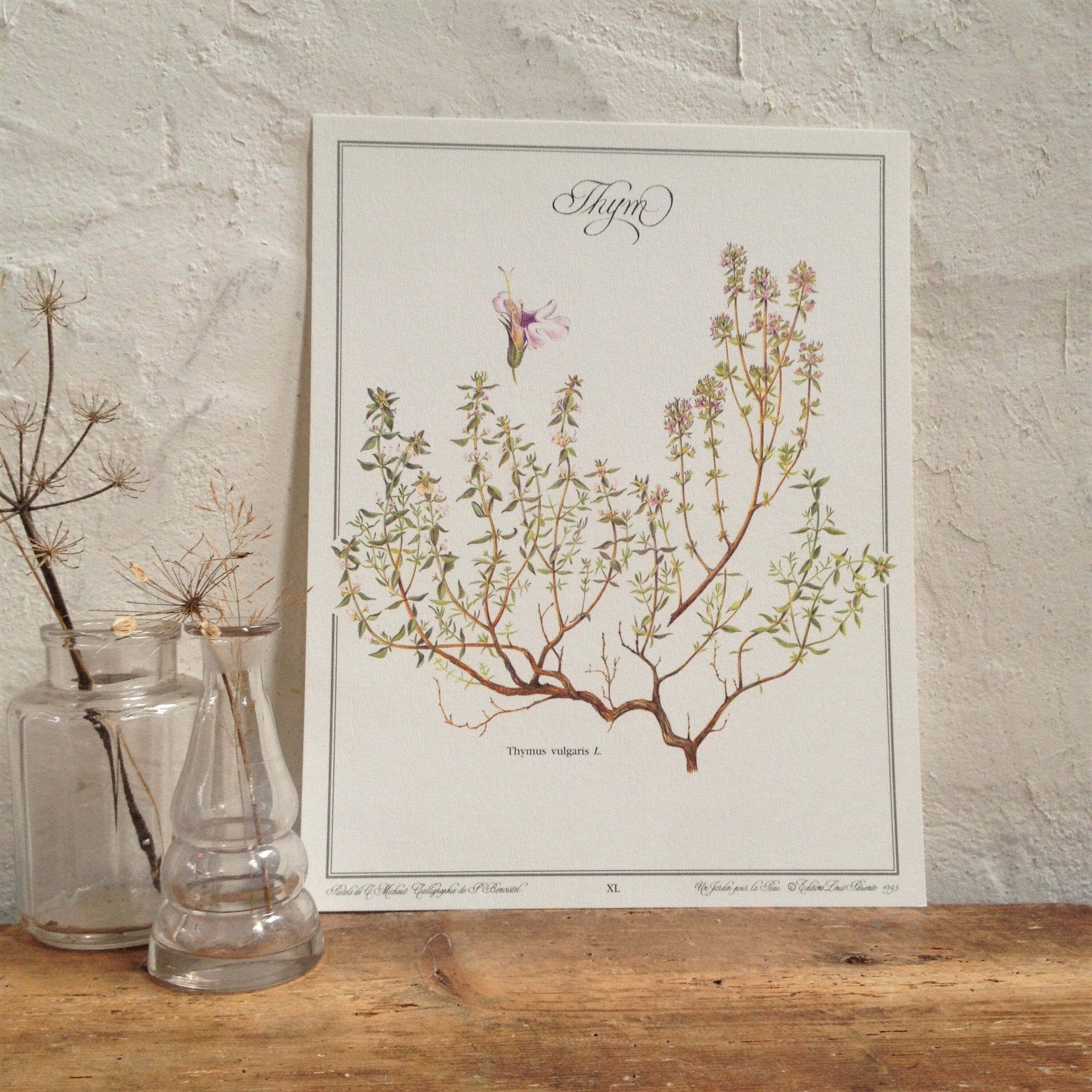 Thym botanical board