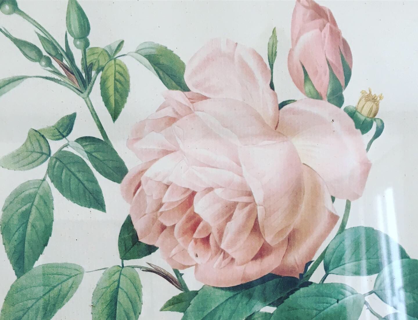 Lithographies Pierre-Joseph Redouté