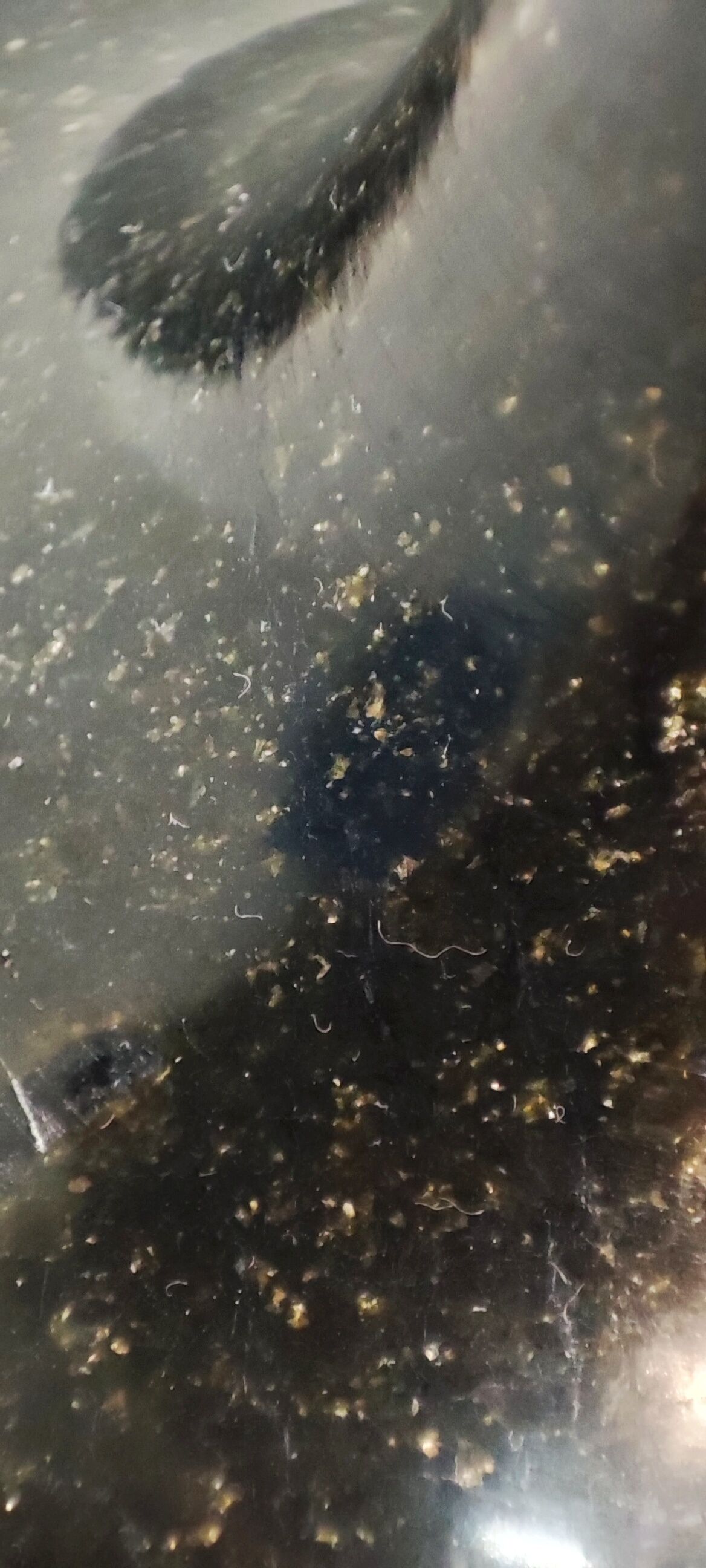 Candélabre d’onyx noir bronze et cristaux France années 1940.