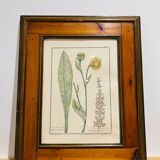 Cadre en bois et herbier ancien