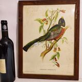 Gould lithograph enhanced hand Trogon ambiguus