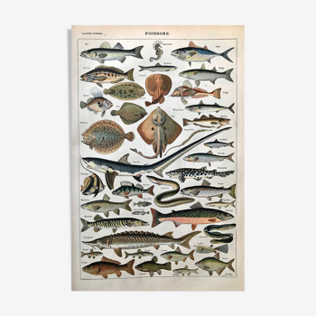 Fish animal board
