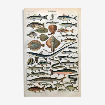 Planche animalière poissons