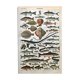 Fish animal board