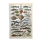 Fish animal board
