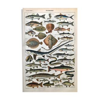 Fish animal board
