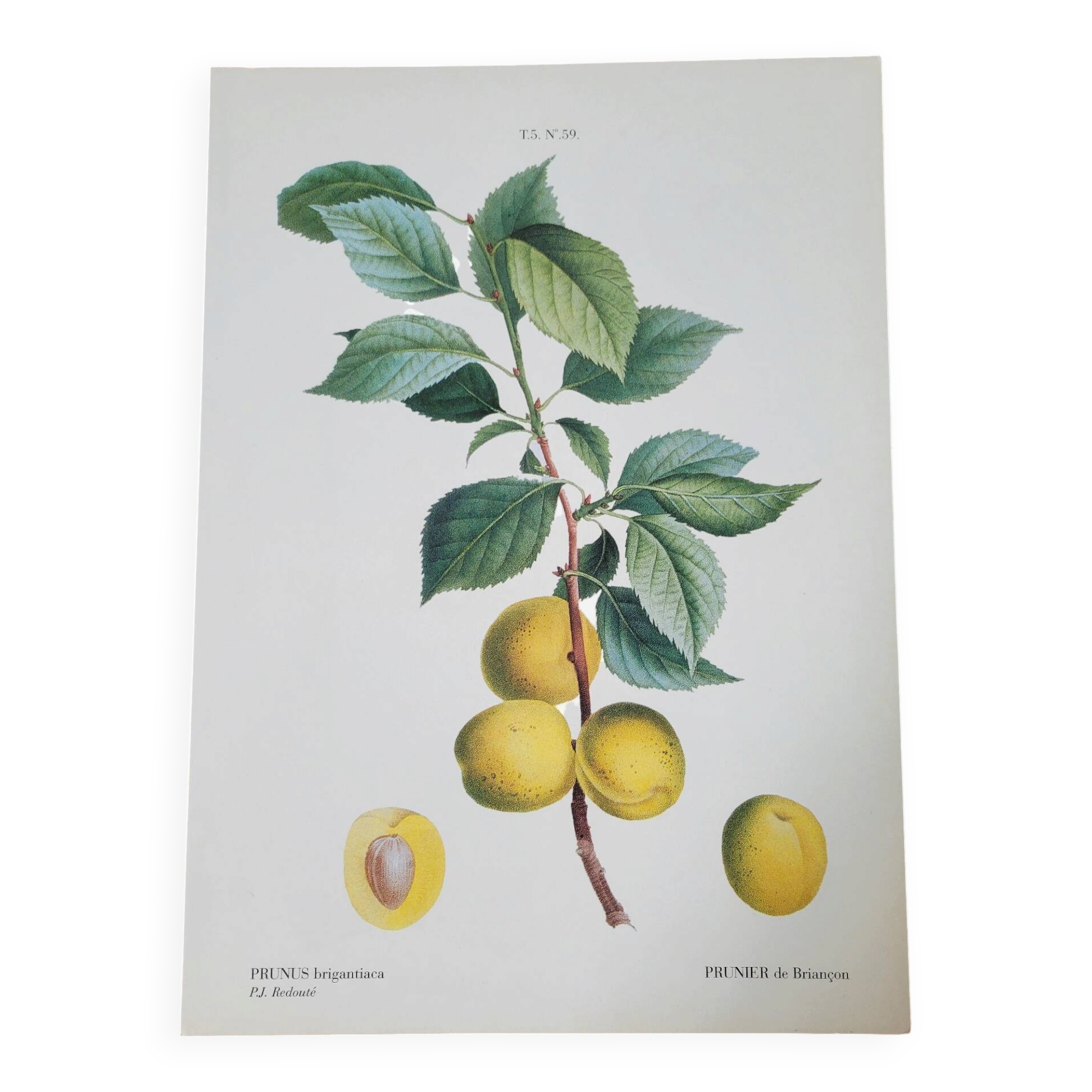 Planche botanique Prunier de JP Redouté