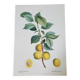 Planche botanique Prunier de JP Redouté