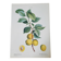 Planche botanique Prunier de JP Redouté