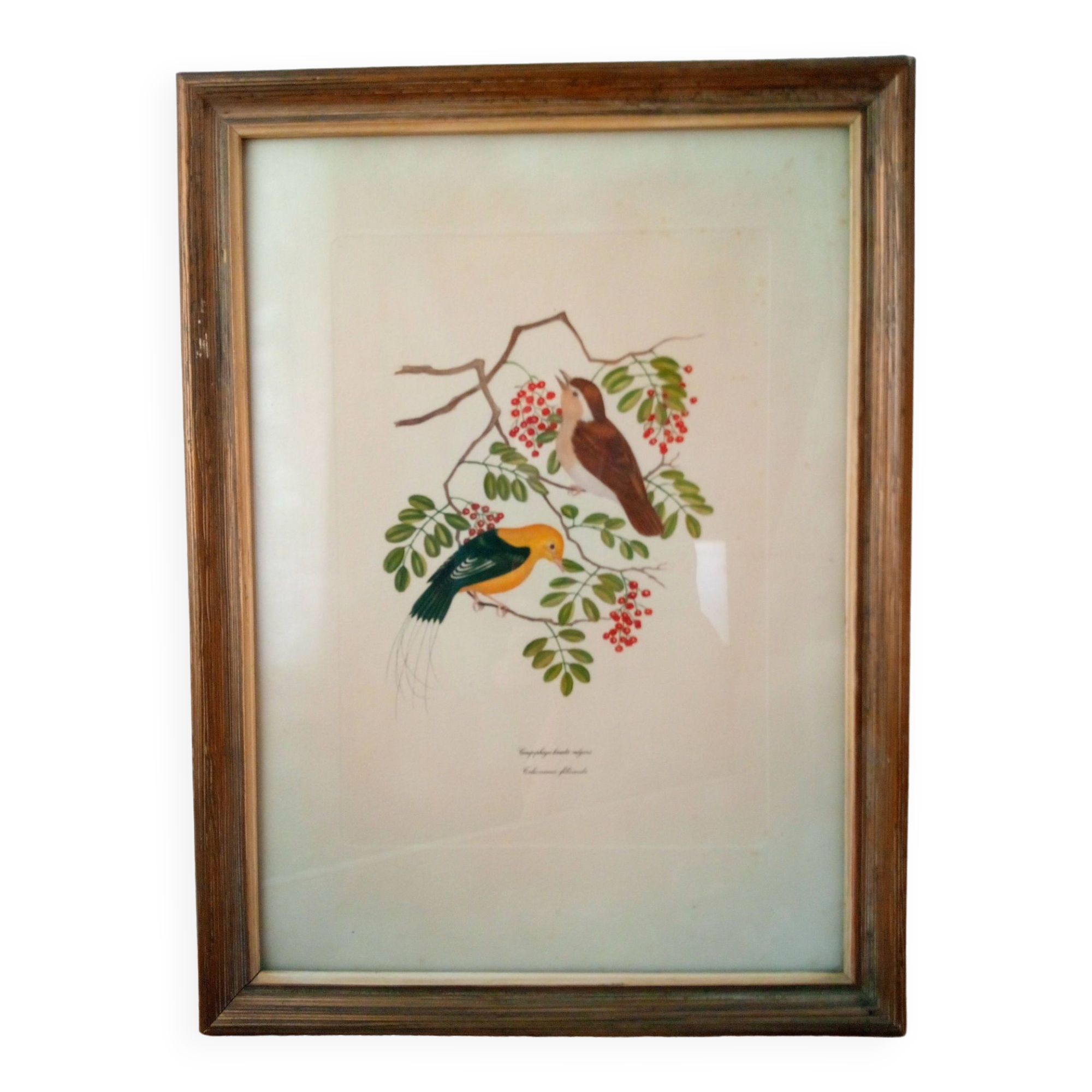 Framed Bird Lithograph
