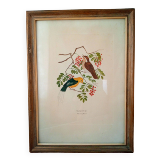 Framed Bird Lithograph