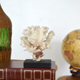 White coral cloud
