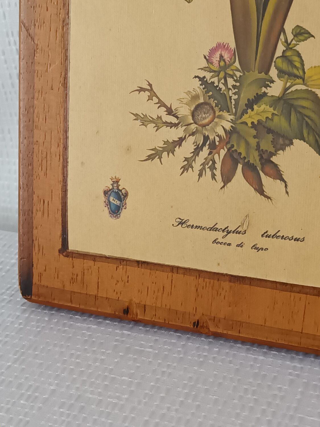 Vintage botanical boards frames