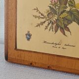 Vintage botanical boards frames