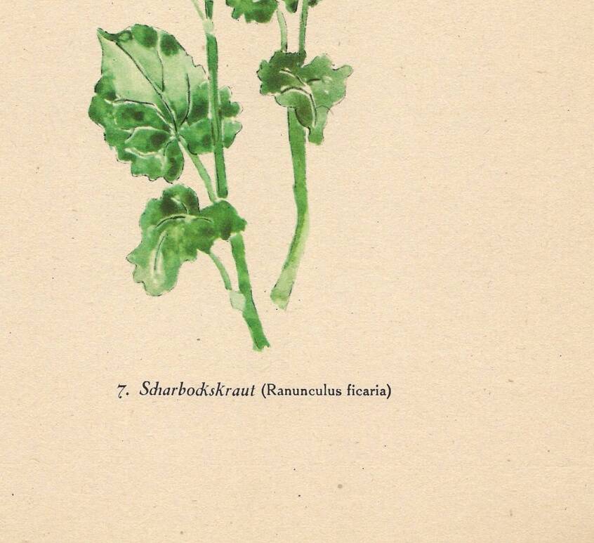 Vintage illustration from 1948. Meadow flowers by Strache -Lesser celandine-