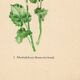 Vintage illustration from 1948. Meadow flowers by Strache -Lesser celandine-