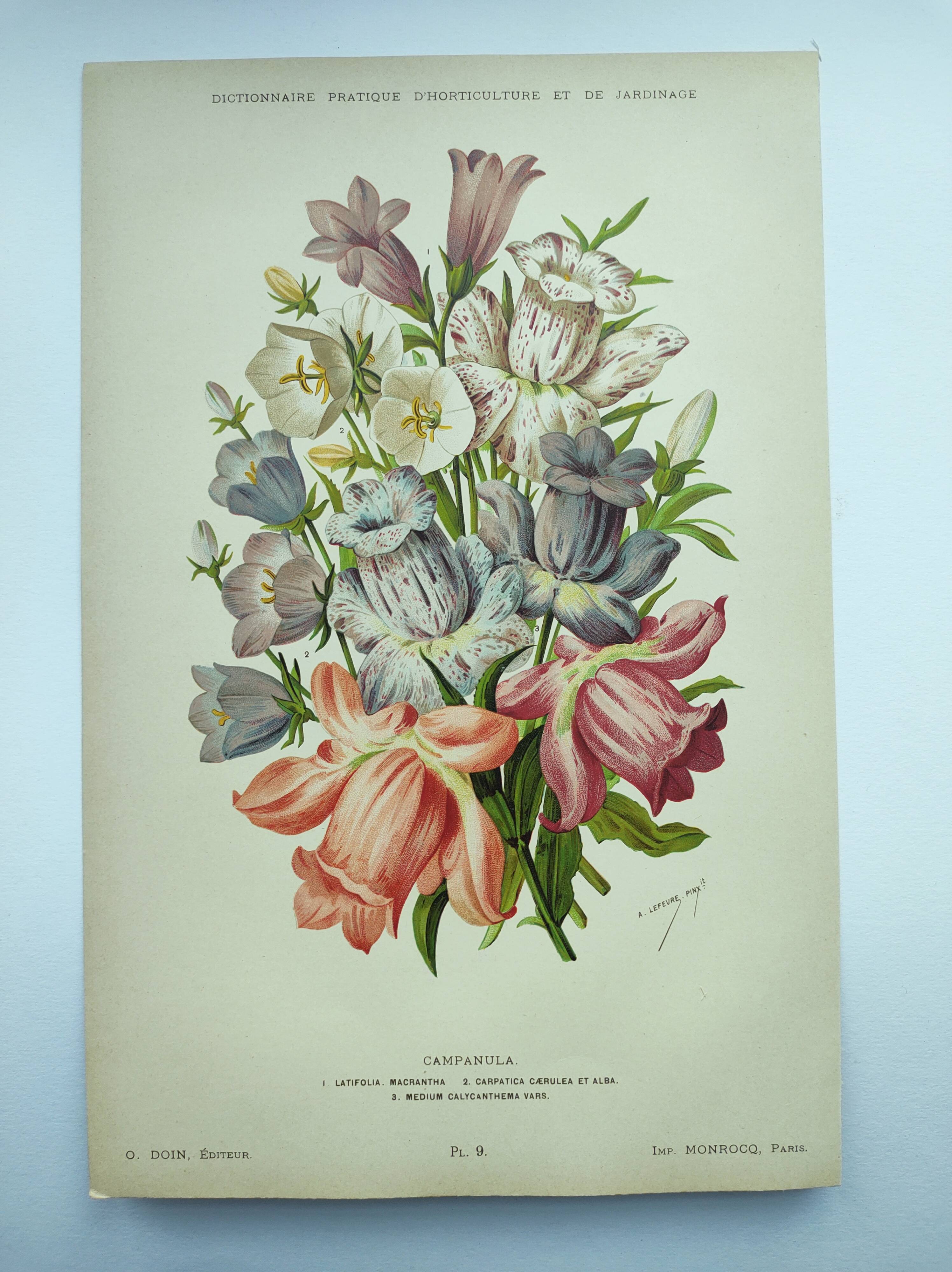 Lithographie botanique de 1897 - Campanule - Planche originale . Gravure ancienne florale de jardin