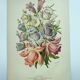 Lithographie botanique de 1897 - Campanule - Planche originale . Gravure ancienne florale de jardin
