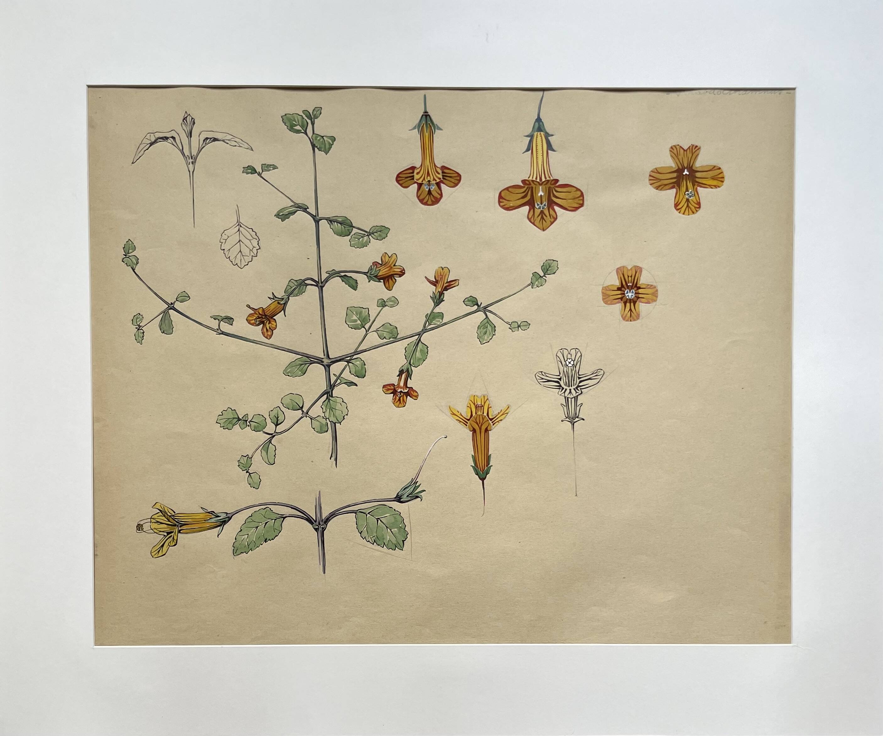 Marcel Corrette, Étude florale de Gloxinia de Nouvelle-Zélande, Aquarelle