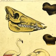School poster J.B. Wolters