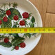 6 porcelain mignardise plates from Paris