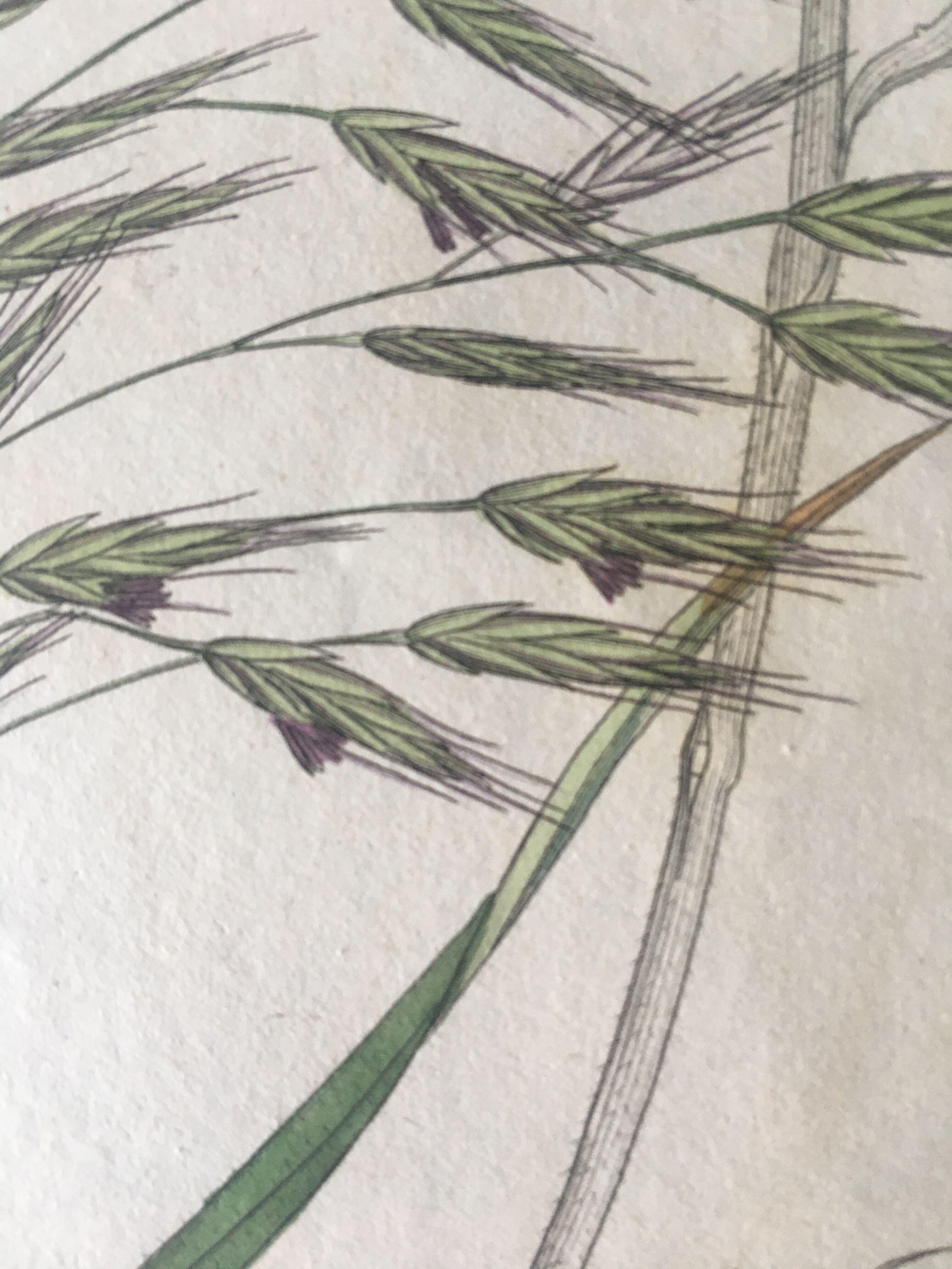 Planche herbier, Ed Londres, 1809