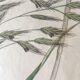 Planche herbier, Ed Londres, 1809