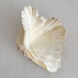 Old natural shell holy water font with empty pocket