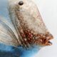 Vintage ceramic fish to hang