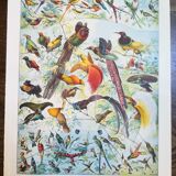 Lithograph on exotic birds from 1928