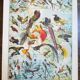 Lithographie sur les oiseaux exotiques de 1928