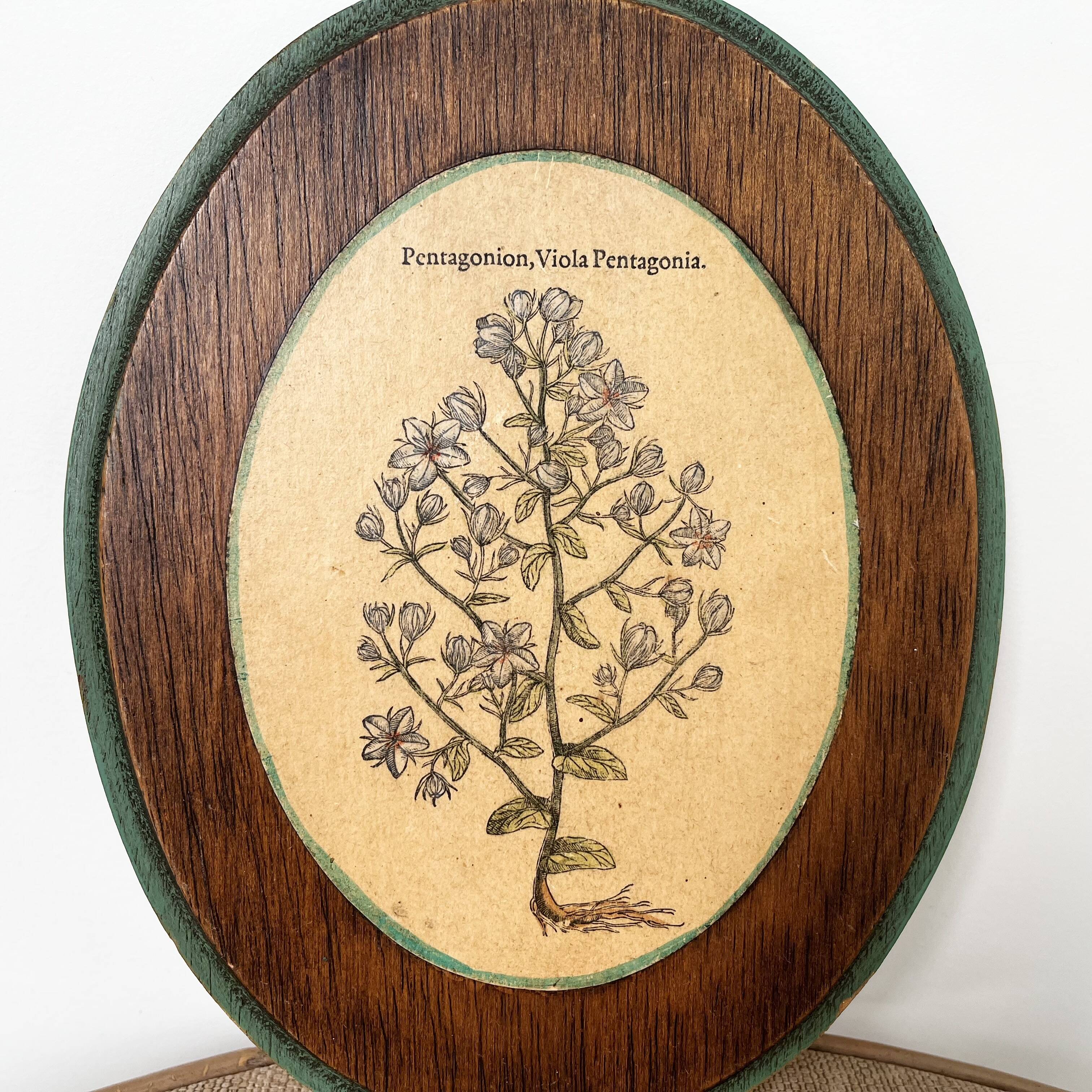 Herbarium botanical medallion plaque