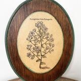 Herbarium botanical medallion plaque
