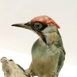 Vintage Hand-Painted Ceramic Woodpecker by Bepi Tay, Italy