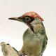 Vintage Hand-Painted Ceramic Woodpecker by Bepi Tay, Italy