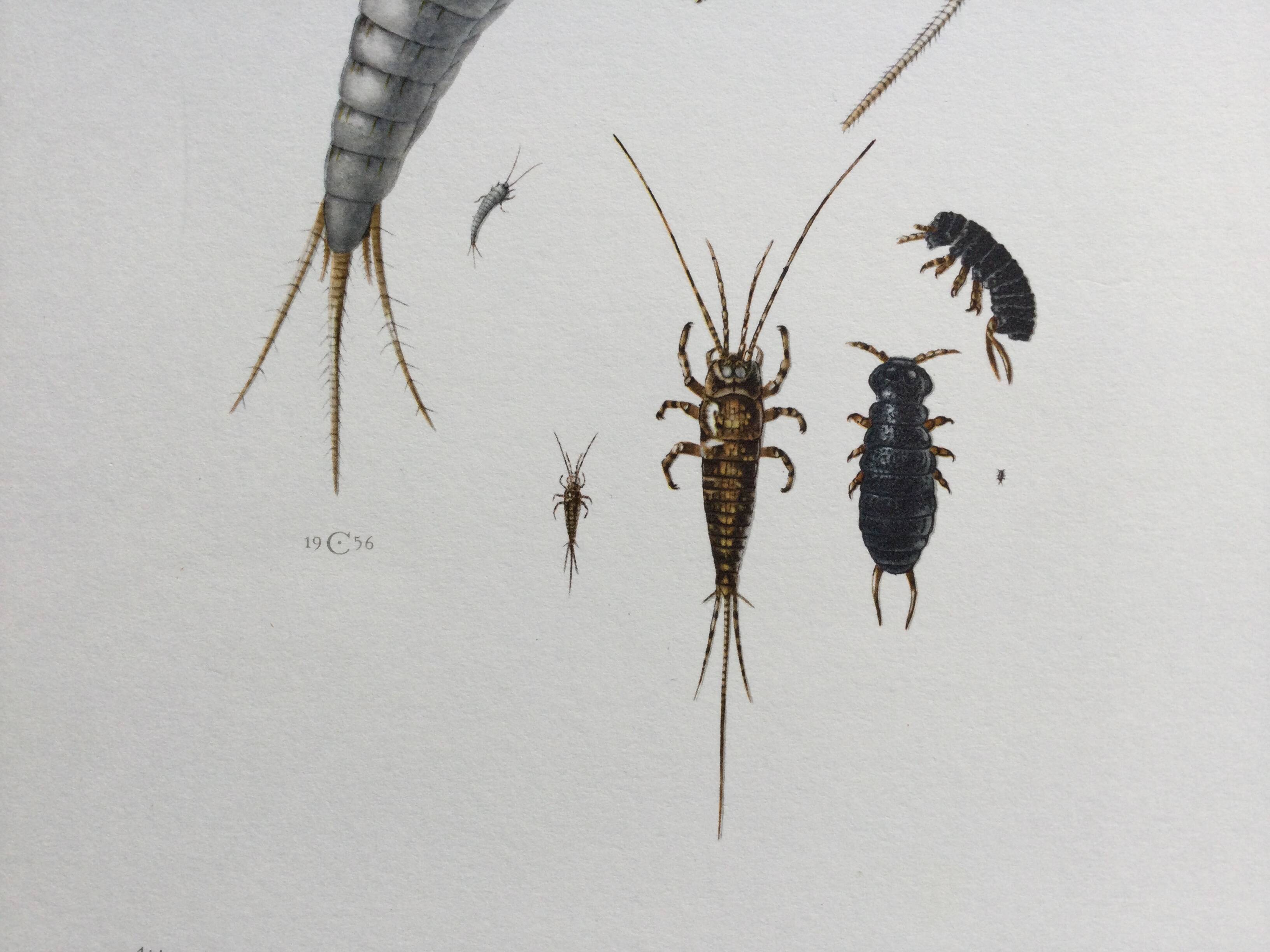 Old illustration "insects", 1960s