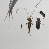Old illustration "insects", 1960s