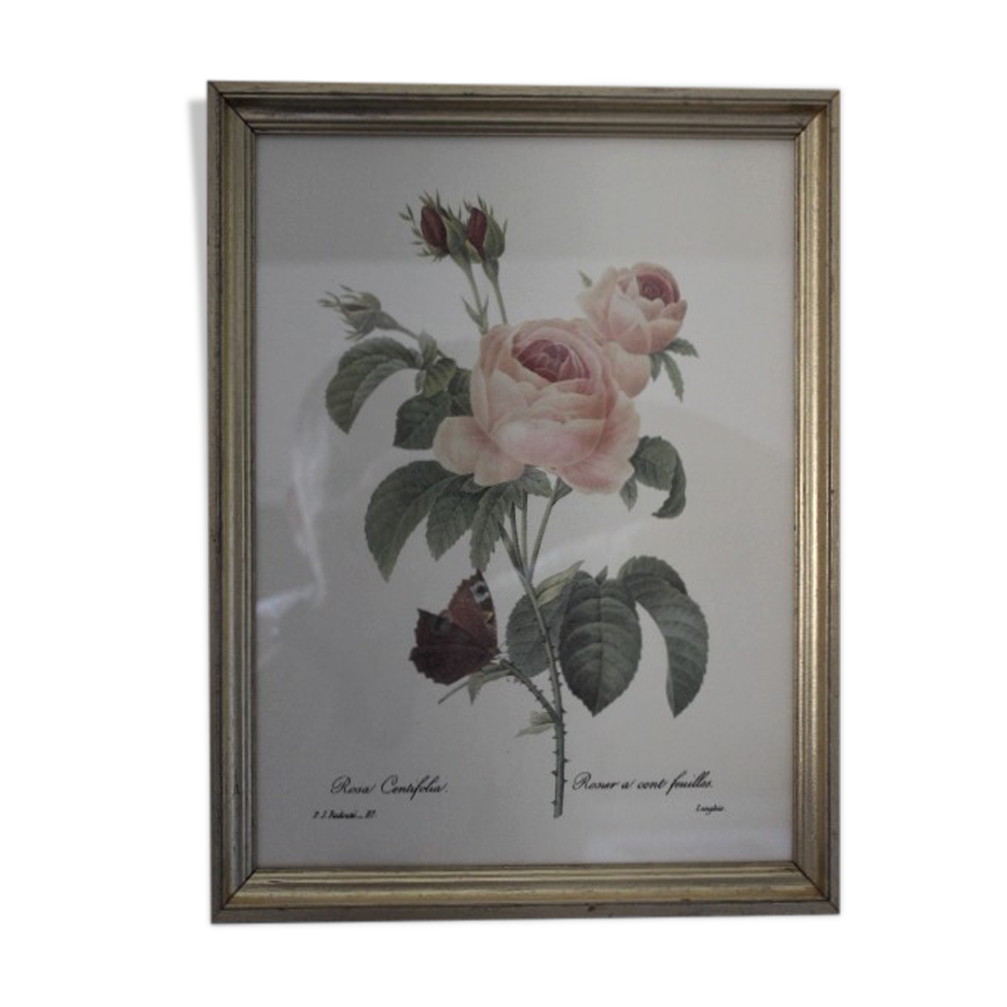Botanical board framed PJ Dreaded
